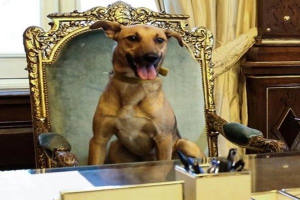 Mauricio Macri sentó al perro del PRO en el sillón de Rivadavia