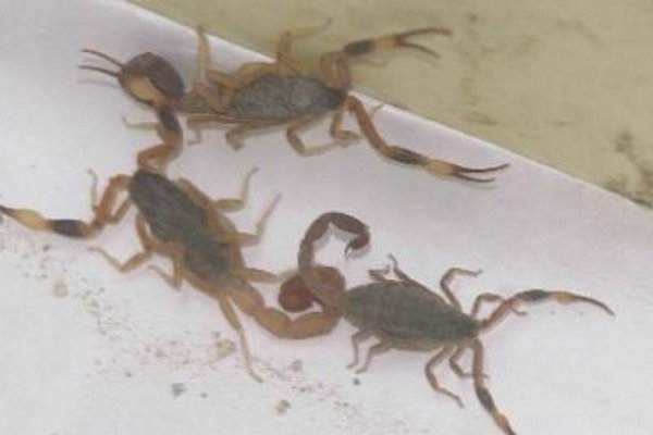 Insisten en las recomendaciones para evitar picaduras de alacranes