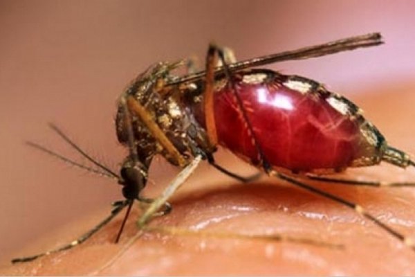 Paraguay: Confirmaron que una mujer falleció a causa del dengue