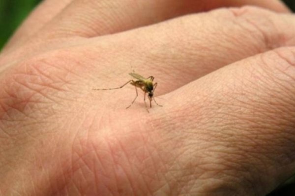 Investigan en Estados Unidos 14 casos de zika posiblemente transmitidos por vía sexual