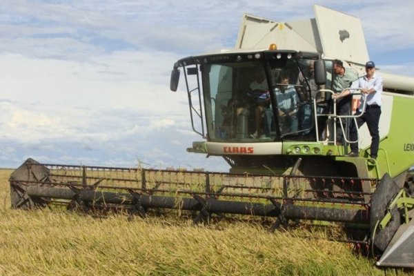 La mitad del arroz argentino se cosechó en Corrientes