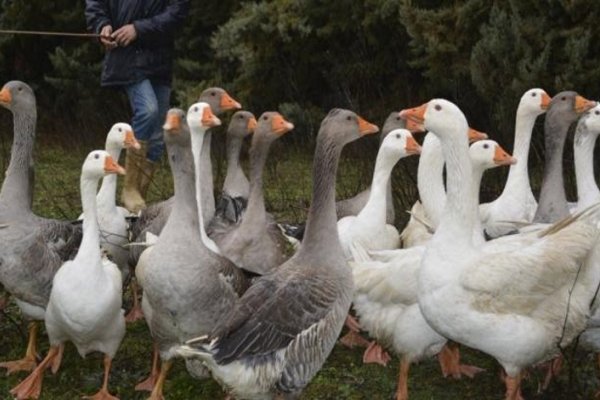 Corea del Sur sacrificó más de 10 mil patos al detectar caso de gripe aviar