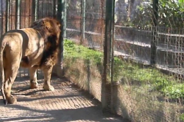 Chile: Un hombre se tiró a la jaula de los leones para quitarse la vida