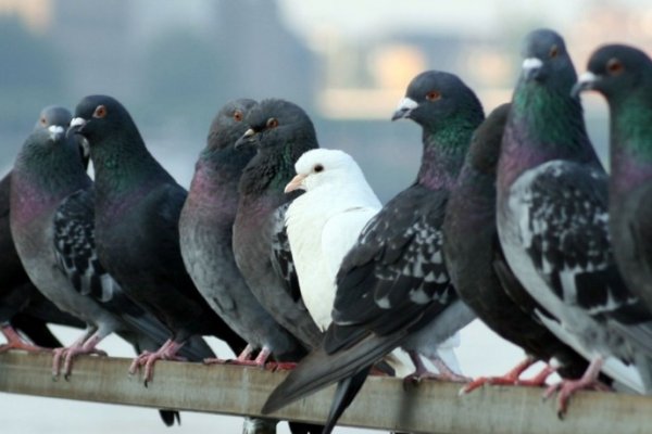 Insólito debate sobre las palomas en el Concejo de Curuzú Cuatiá