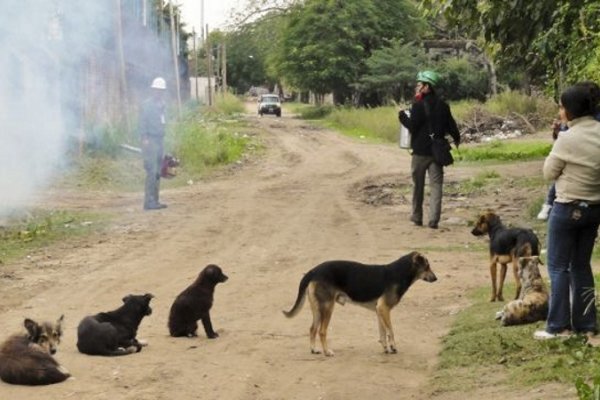En San Luis del Palmar detectaron 4 casos de leishmaniasis en 15 días