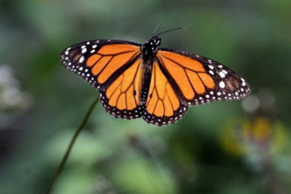 A otra cosa mariposa