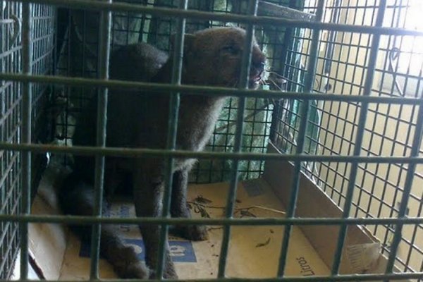 Itatí: Rescataron un  Yaguarundí maltratado por vecinos