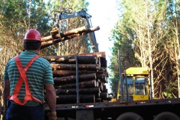 Complicada situación de la industria forestal en Santo Tomé