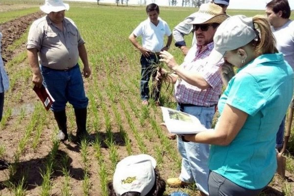 Arroz: Santo Tomé cerró el ciclo de capacitación en control de malezas