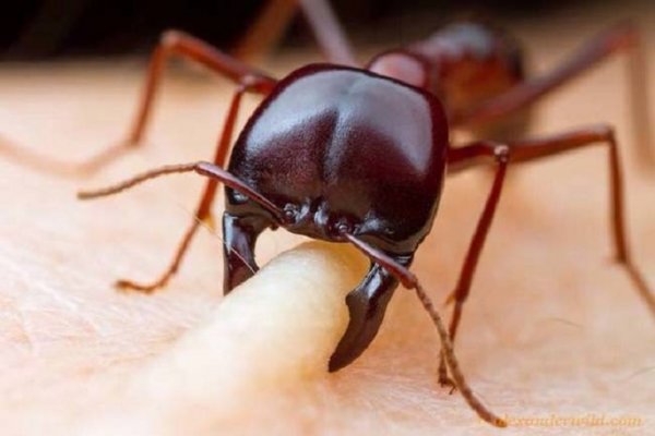La hormiga quiere picar