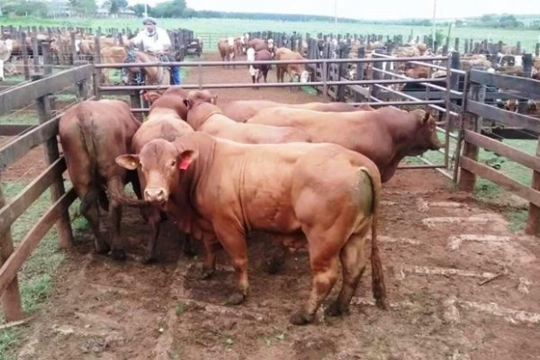 Virasoro: Apuestan al regreso de Remates de Pequeños Productores