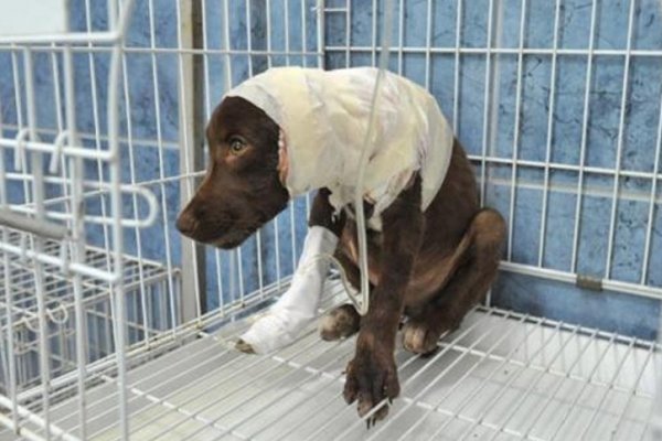 Ofrecen una recompensa para dar con el agresor de Chocolate, el perro que fue despellejado vivo
