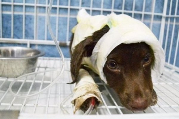 Crueldad animal: El peluquero confesó que a Chocolate lo mató porque le molestaba sus ladridos