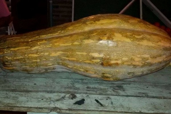 La Cruz: Productor cosechó un zapallo de 27 kilos