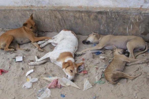 Denuncian matanza de perros en varios barrios de Riachuelo
