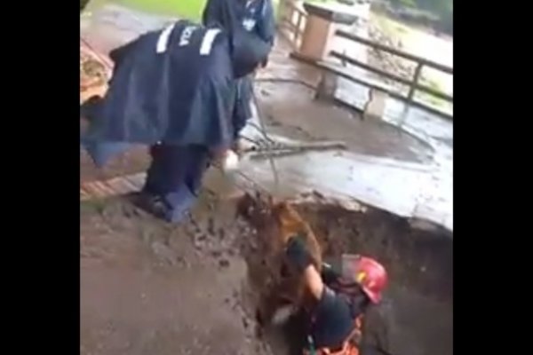 Bomberos rescataron a un perro que cayó a un pozo en Costanera