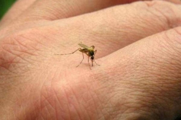 Corrientes: Cuatro casos de dengue confirmados en el 2017