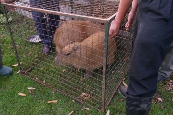 Importantes rescates de animales silvestres en cautiverio en Saladas