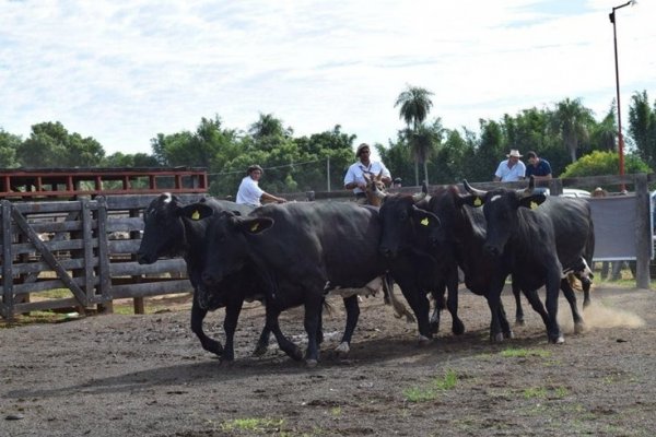 Doble apertura para los Remates Ganaderos que arrancan este jueves
