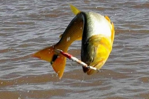 Paso de la Patria vive el 23º Torneo de Pesca del Dorado con Devolución