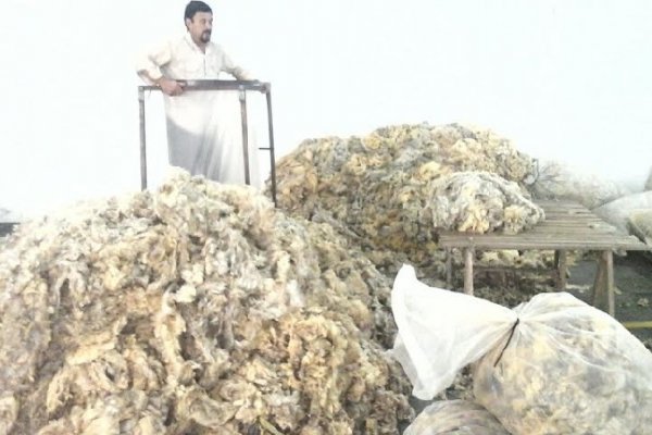Agricultores familiares de Goya acopiaron más de dos toneladas de lana