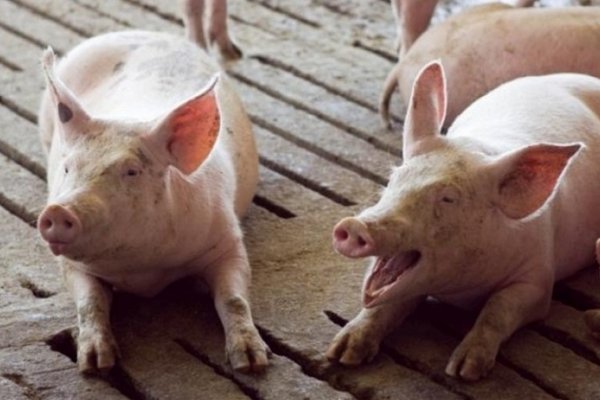 Detectaron 18 cerdos con triquinosis y refuerzan los controles sanitarios en Córdoba