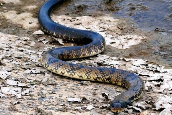 Una ñacaniná apareció en un barrio correntino y causó temor