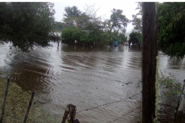 Corrientes, campos bajo agua: Así está el sector agrícola ganadero del nordeste provincial