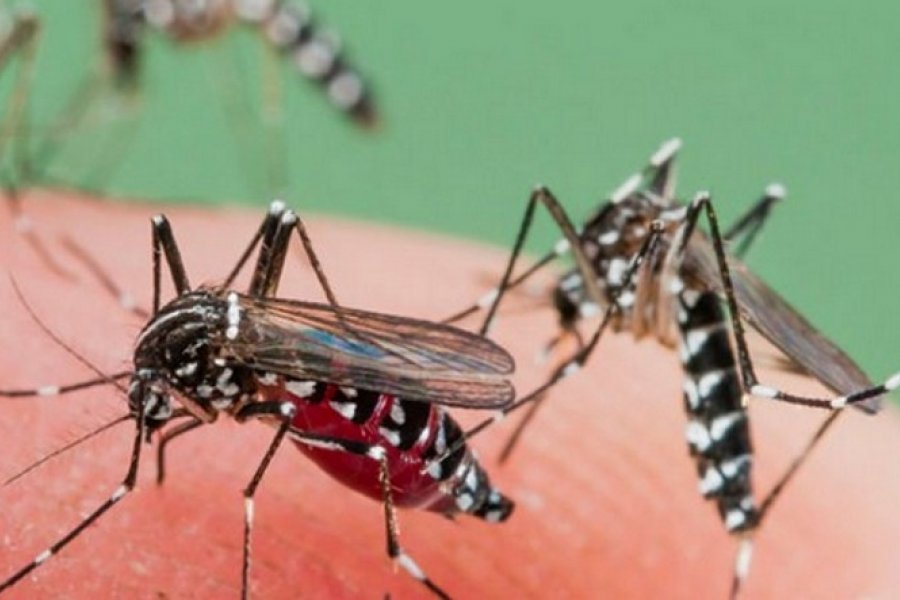 Especialistas estiman que ante la falta de lluvias no habrá invasión de mosquitos