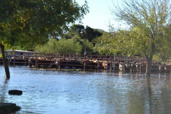 Corrientes: Comenzó la entrega de alimento balanceado para productores con campos inundados