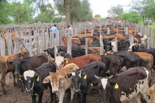 Activan los Remates de emergencia para evitar pérdidas en productores