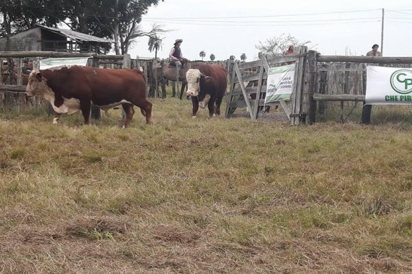 Los Remates se anticiparon a las lluvias y liberan otras 800 cabezas