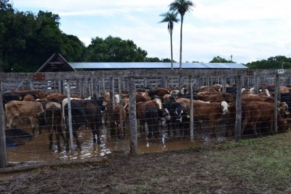 Corrientes: Histórica participación de productores en el III Remate de Emergencia en General Paz