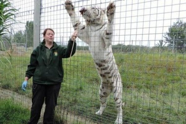 Un tigre mató a la cuidadora que lo alimentaba en un zoológico