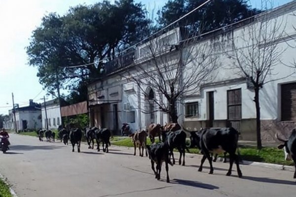San Luis del Palmar: Animales desesperados por la inundación llegaron al casco céntrico