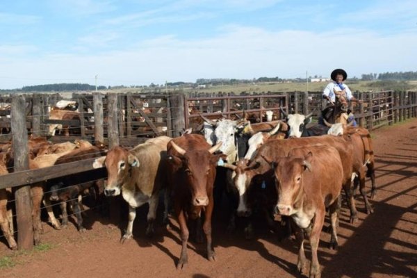 Corrientes: Más de 100 millones en venta de hacienda dejan los Remates Ganaderos 2017
