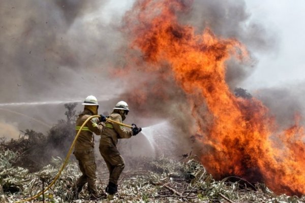 Voraz incendio en Portugal: Asciende a 61 la cifra de muertos