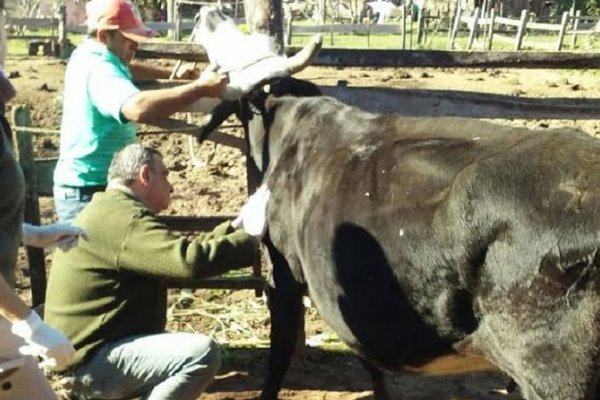Santo Tomé: Operativo integral con los pequeños productores