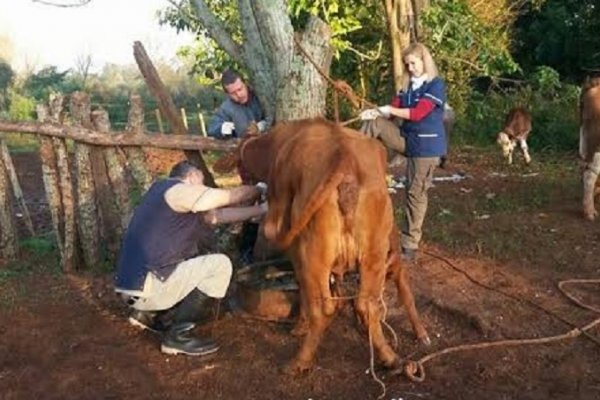 Santo Tomé: realizan trabajo en conjunto con pequeños productores