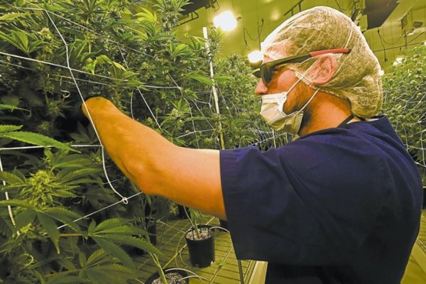 Uruguay empieza desde el miércoles a vender marihuana en farmacias