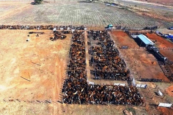Histórico debut de Remates ganaderos en Mburucuyá
