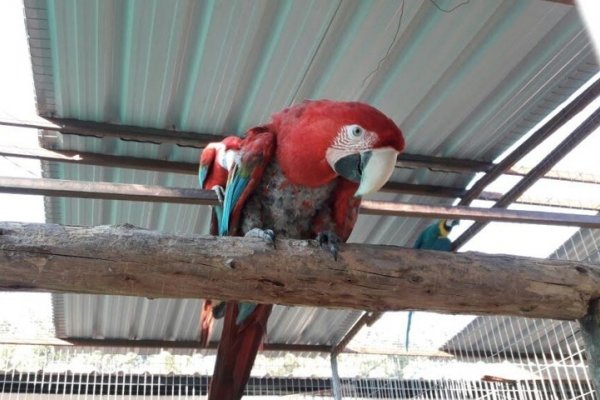 Se procedió al secuestro de guacamayos en Ituzaingó