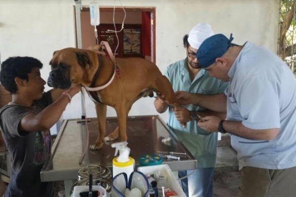 Continúan los trabajos de esterilización quirúrgica para animales