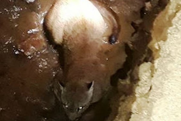 Un puma apareció en la costanera de Itatí