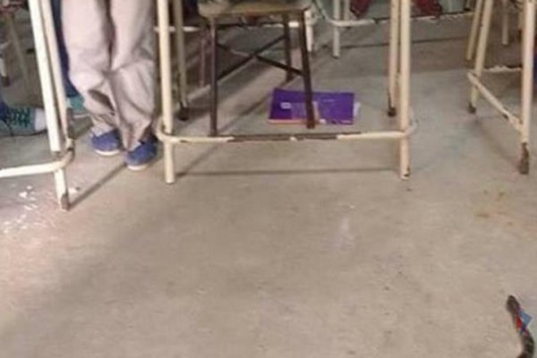 Concepción: Capturaron una víbora de 2 metros en una escuela rural