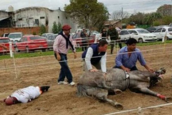 Carrera de caballos: Extrajeron restos de Doña Fantasía para iniciar investigación por sobredosis