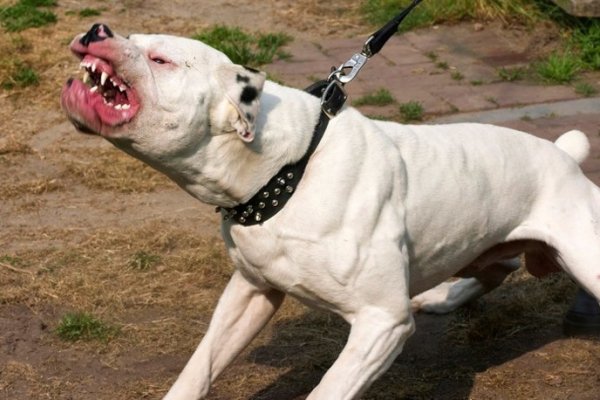 Barrio Pirayuí: Vecinos rescataron de una casa a joven atacada por un perro Pitbull