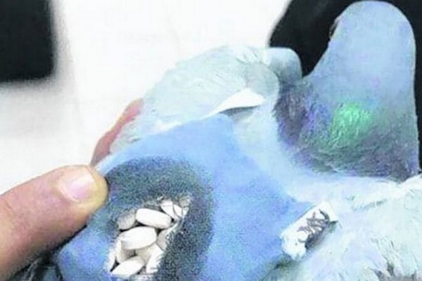 Presos ingresaban drogas a la cárcel con una paloma mensajera que hacía más de 10 viajes por día