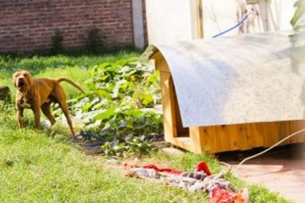 Ante la insistencia de los vecinos, Zoonosis se hizo cargo del Pitbull