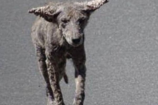 La policía develó el misterio de los perros zombie de Chicago